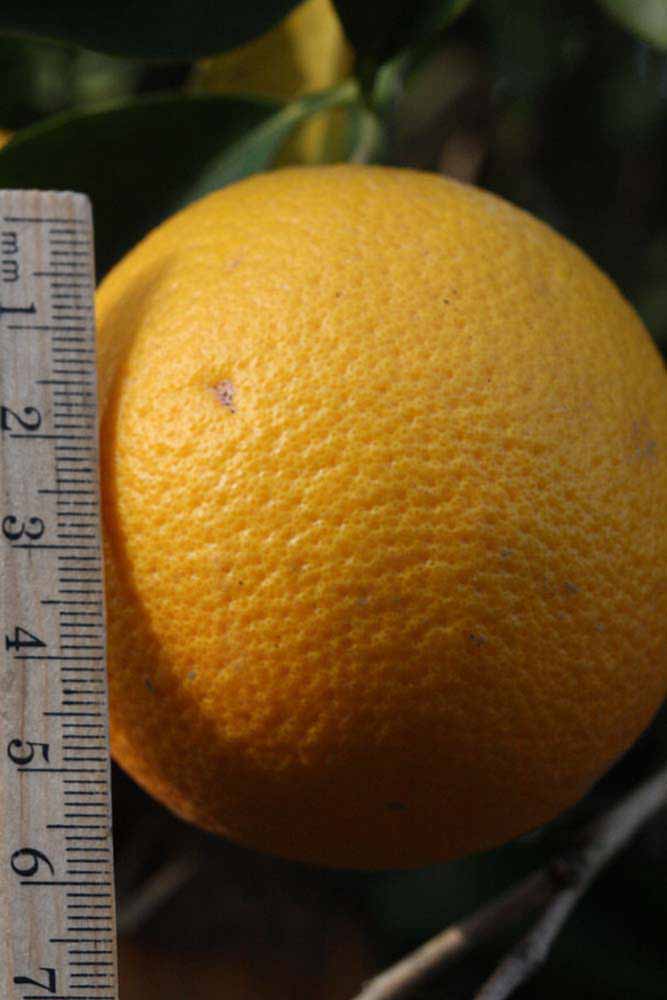            Fruit (Riverside, CA)   